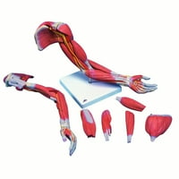 Анатомичен модел: Мускулна ръка, 6 части