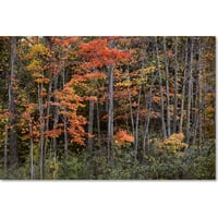 Търговска марка изобразително изкуство Есенна линия дърво платно изкуство от Джейсън Шафър