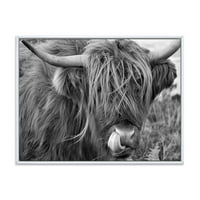 Дизайнарт 'близък план на Шотландската крава на Мочурището' Ферма рамка платно стена арт принт