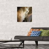 Бет Шеридан-Плакат За Стената На Индийския Слон, 14.725 22.375